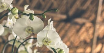 Las 7 plantas de interior con flor que darán vida a tu hogar