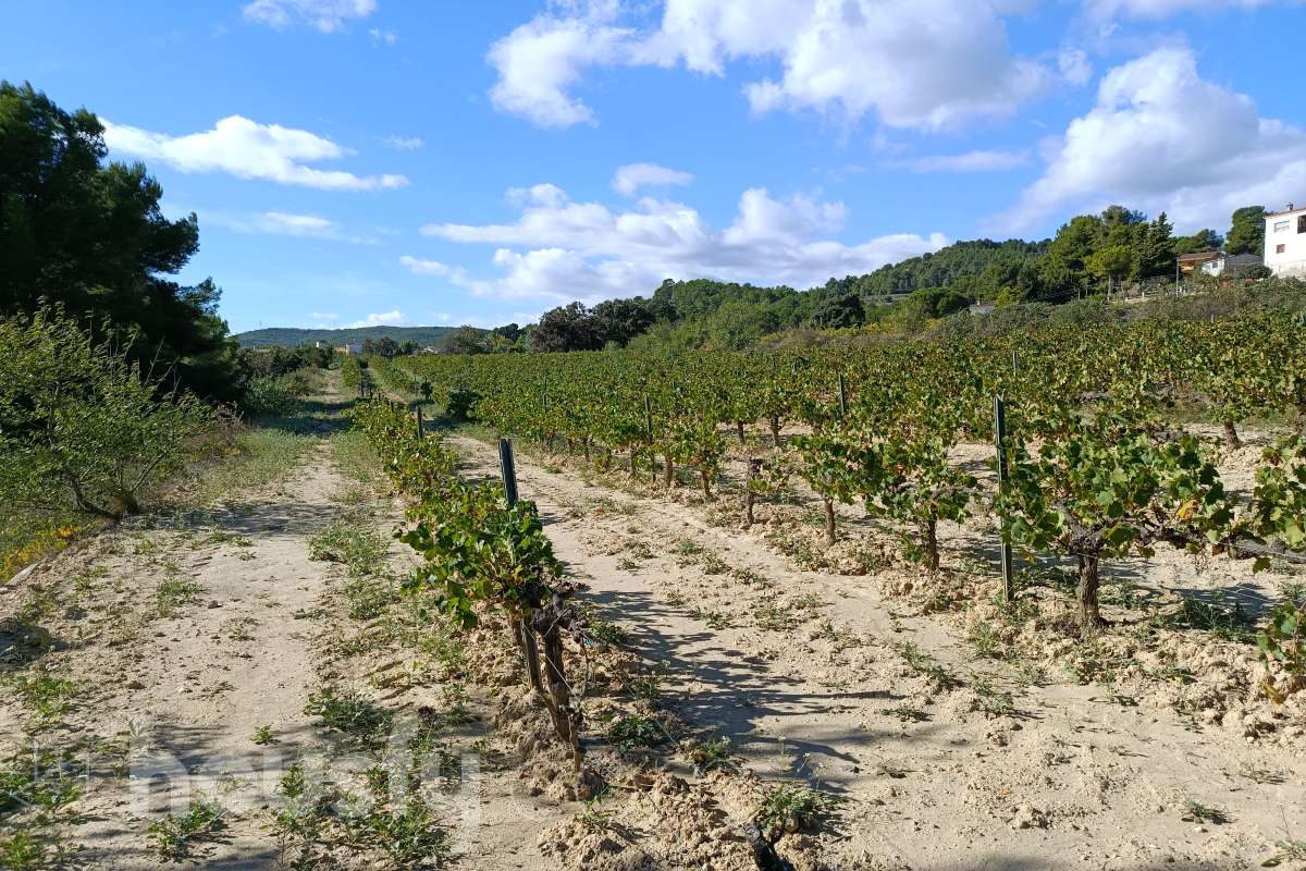 Solar en venta en Polígono 34 Parcela 26 (Urb, Can Coral), 08737 Torrelles de Foix, Barcelona,  Torrelles de Foix-4